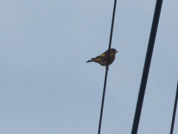 f:id:maronmame:20220324151132j:plain