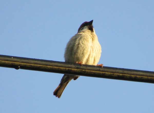 f:id:maronmame:20220409191050j:plain