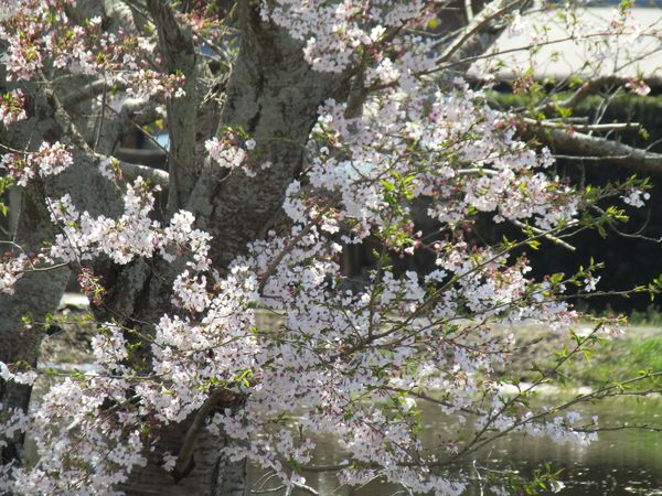 f:id:maronmame:20220409191125j:plain