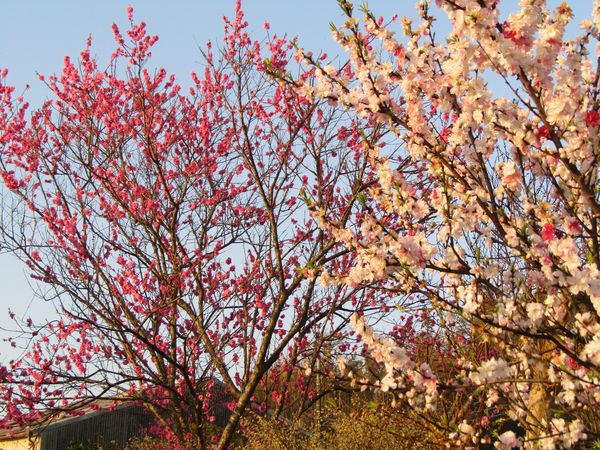 f:id:maronmame:20220409191158j:plain