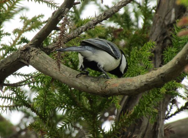 f:id:maronmame:20220412143553j:plain