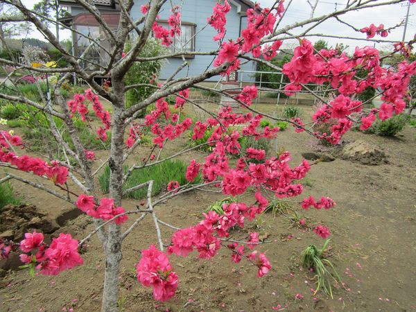 f:id:maronmame:20220412143631j:plain