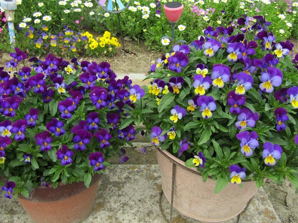 f:id:maronmame:20220412143715j:plain