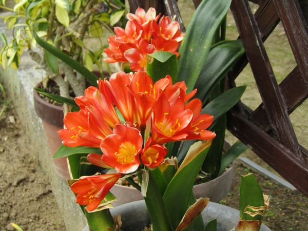 f:id:maronmame:20220412143733j:plain