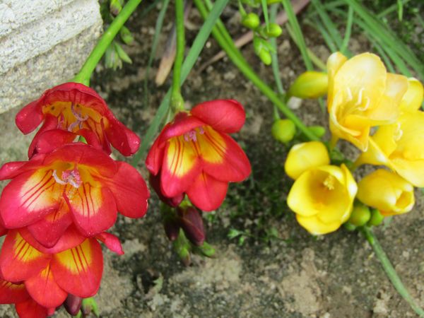 f:id:maronmame:20220412143926j:plain