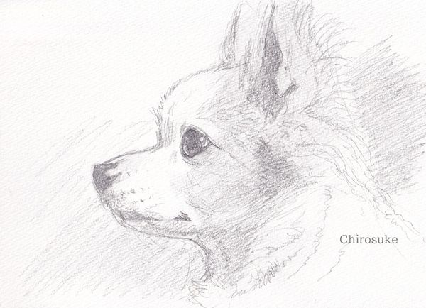 パステル画、パステルスケッチ、 アクティブスタイラス PASTEL SKETCH PRO 全3色 スマートフォン