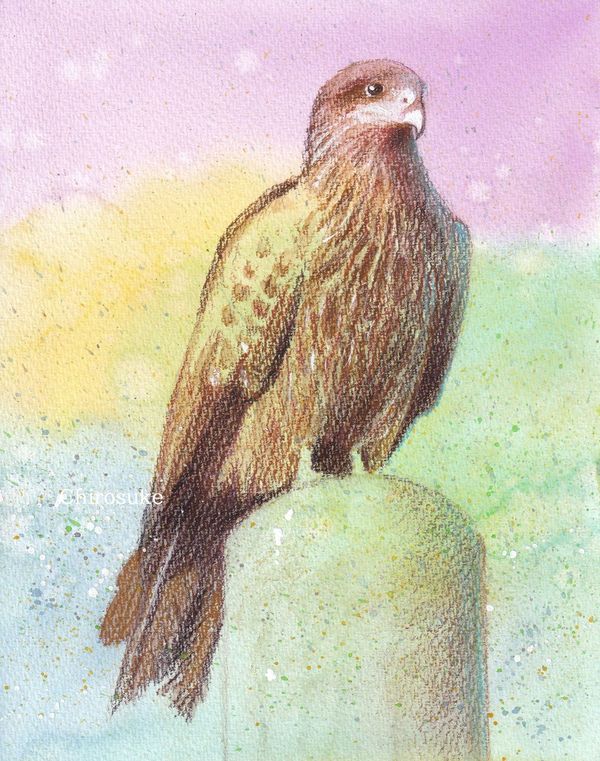 鳶とかへそ天とか - ちろとまろんの水彩画