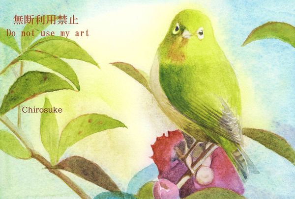水彩画 メジロ - ちろとまろんの水彩画