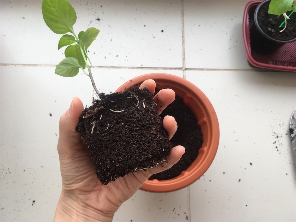 コバエ対策とは 人気 最新記事を集めました はてな