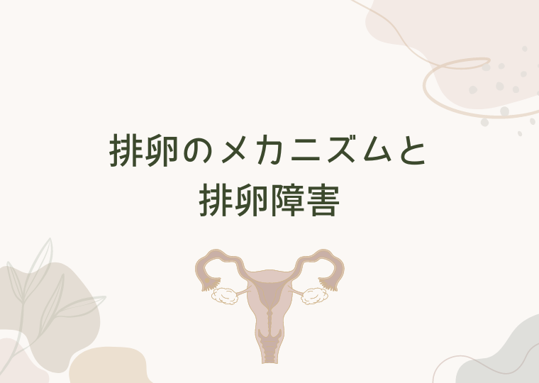 排卵のメカニズムと排卵障害