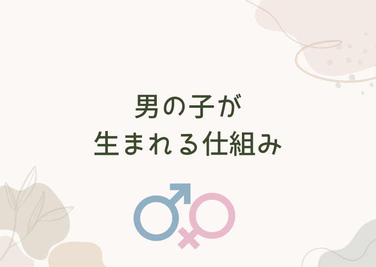 男の子が生まれる仕組み