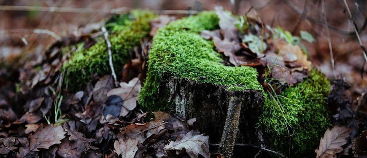 f:id:marorika:20180304024748j:plain f:id:marorika:20180304024748j:plain