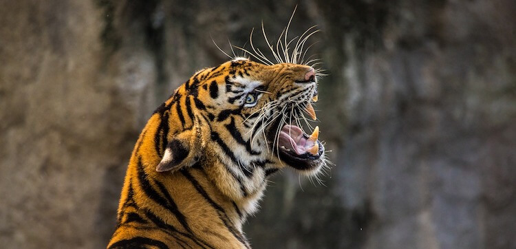 f:id:marorika:20180407184309j:plain f:id:marorika:20180407184309j:plain