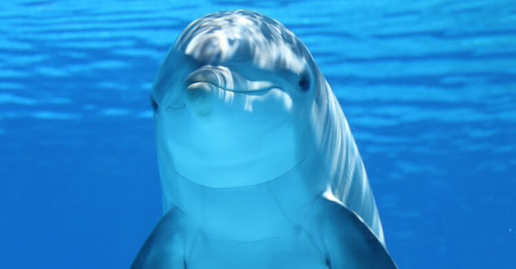 f:id:marorika:20180410013549j:plain f:id:marorika:20180410013549j:plain