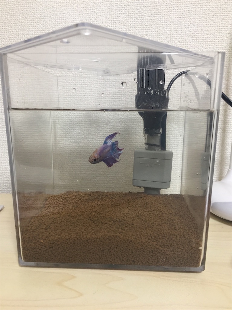 べたおくん水槽立ち上げ初日 ベタとカブトニオイガメとレオパの記録 べたおくん水槽立ち上げ初日 ベタとカブトニオイガメとレオパの記録