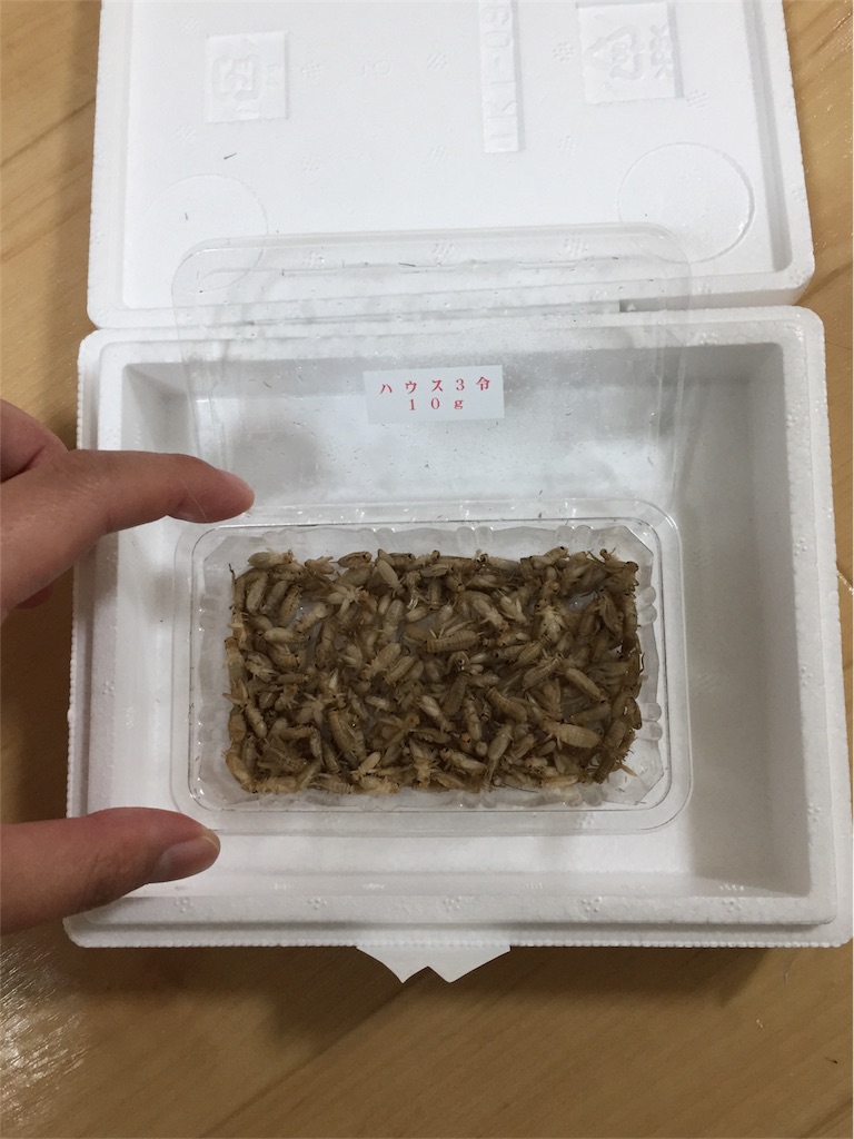 初 冷凍イエコ 虫画像有り閲覧注意 ベタとカブトニオイガメとレオパの記録