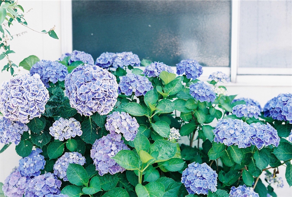 f:id:marron_creampuff:20210502204429j:image