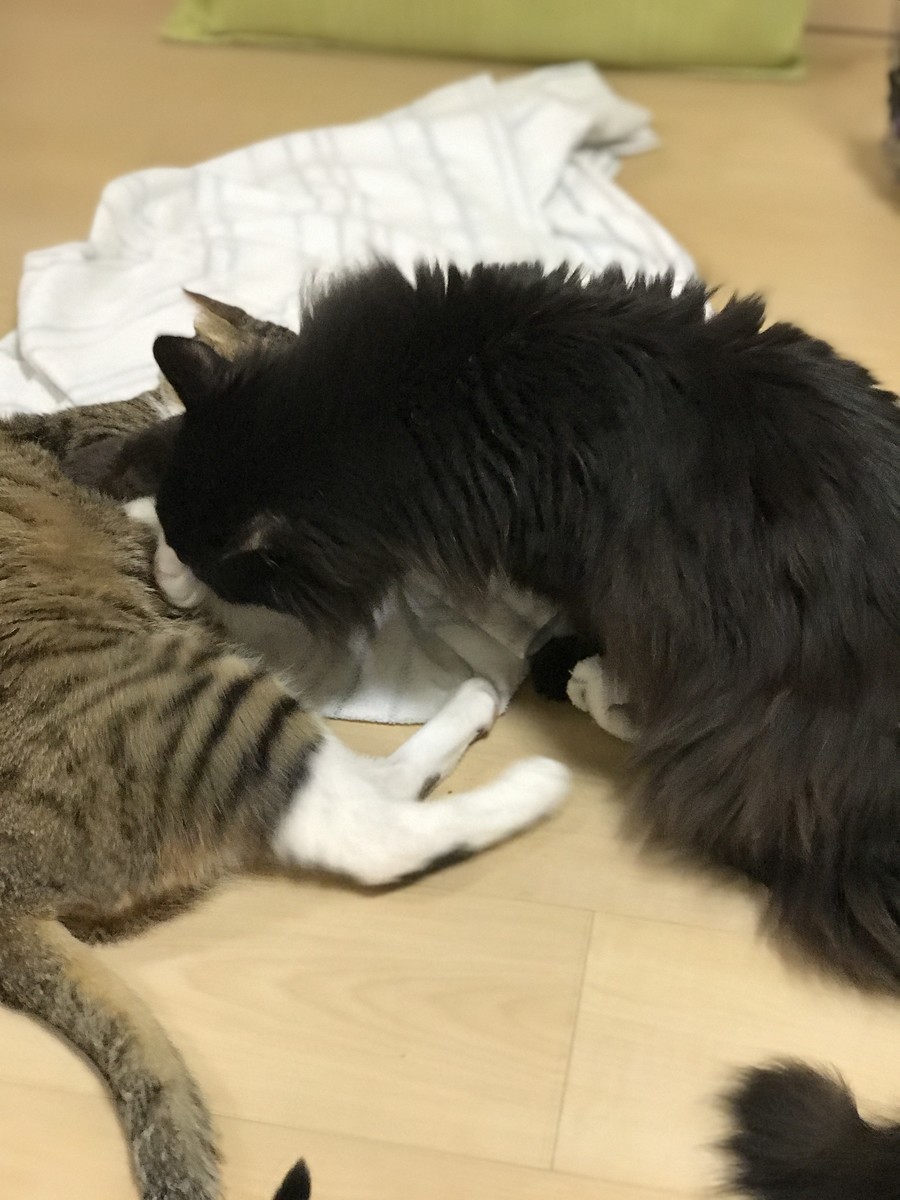 f:id:mars_and_moo:20190504202709j:plain f:id:mars_and_moo:20190504202709j:plain