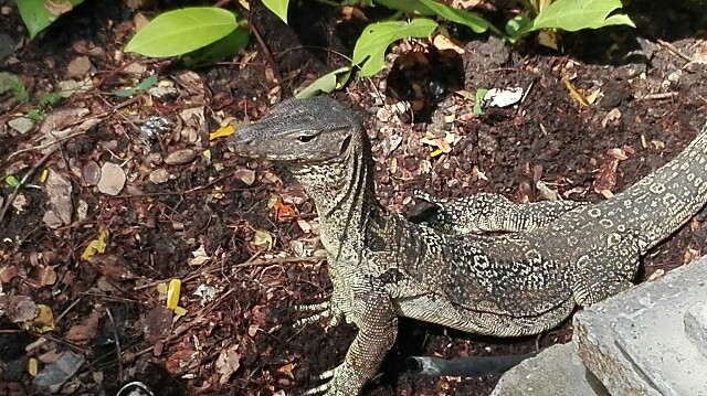 f:id:marsabangkok:20161025133830j:plain f:id:marsabangkok:20161025133830j:plain