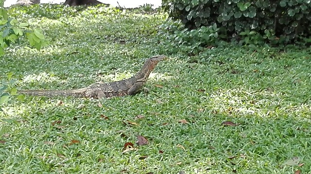 f:id:marsabangkok:20161025133941j:plain f:id:marsabangkok:20161025133941j:plain