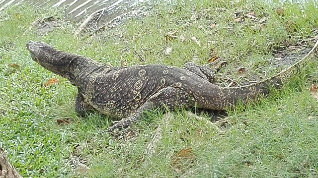 f:id:marsabangkok:20161025134455j:plain f:id:marsabangkok:20161025134455j:plain