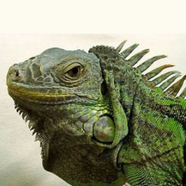 f:id:marsabangkok:20161026093617j:plain f:id:marsabangkok:20161026093617j:plain