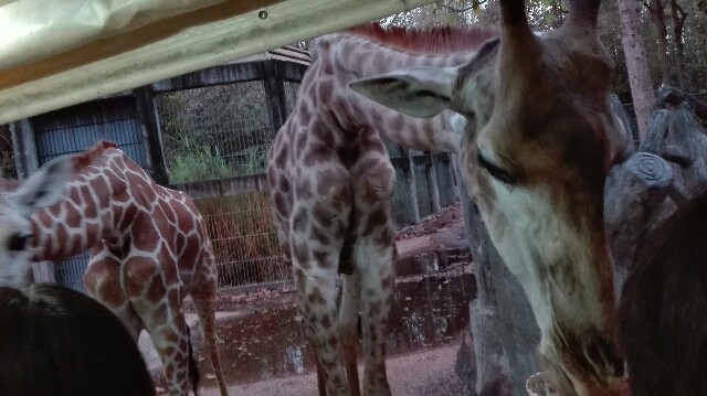 f:id:marsabangkok:20170319064232j:plain f:id:marsabangkok:20170319064232j:plain