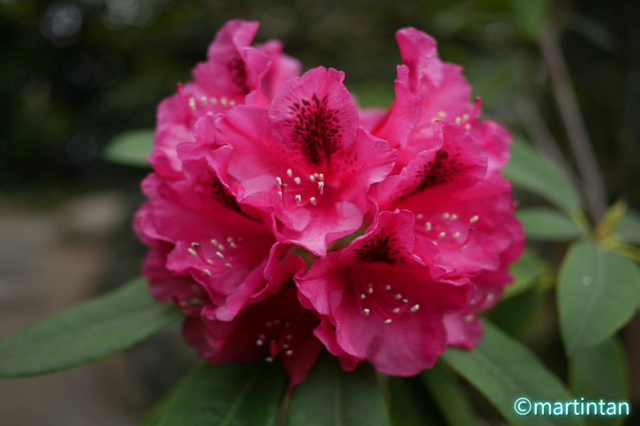 f:id:martintan:20180512105411j:plain