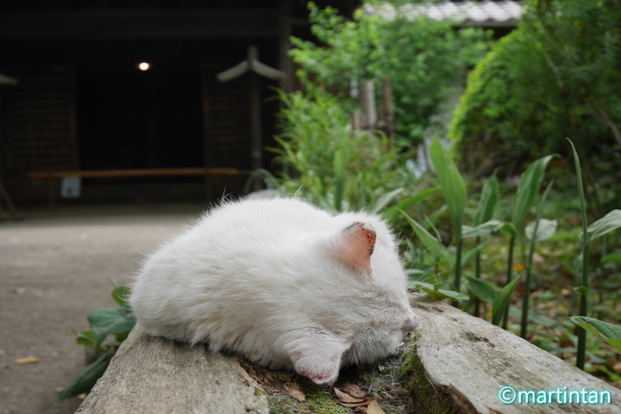 f:id:martintan:20180512163803j:plain