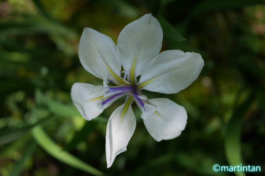 f:id:martintan:20180523152845j:plain