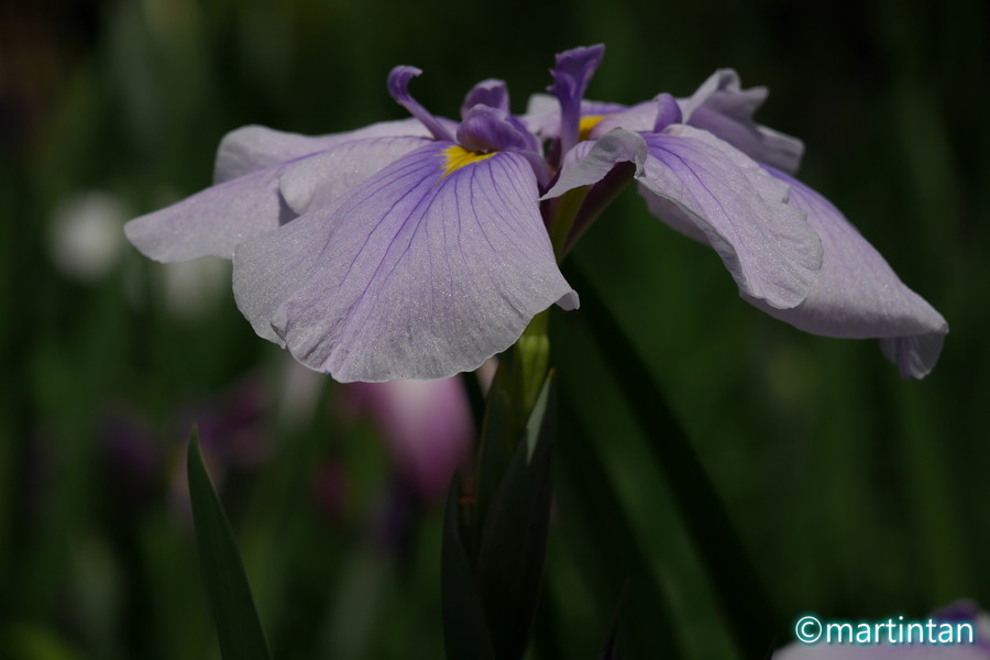 f:id:martintan:20180609233112j:plain