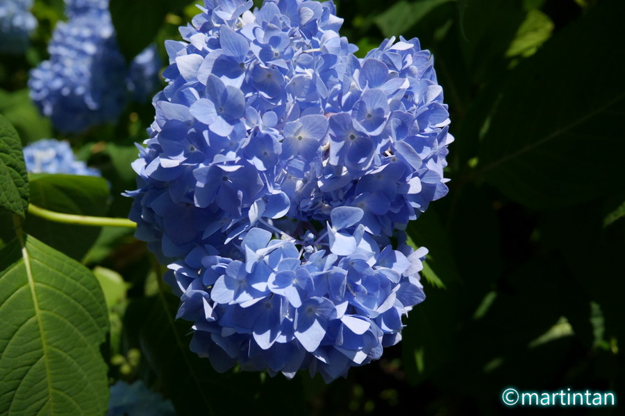 f:id:martintan:20180609234058j:plain