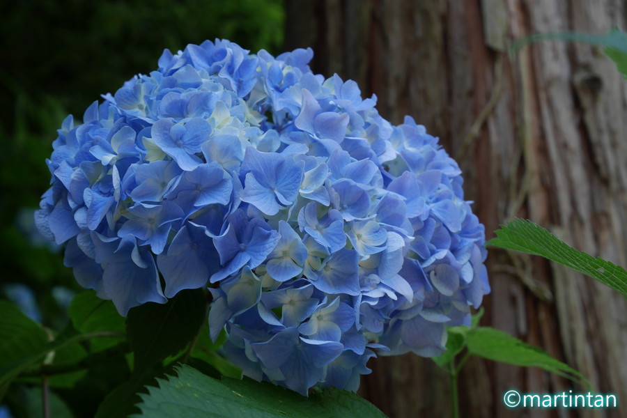 f:id:martintan:20180609234123j:plain