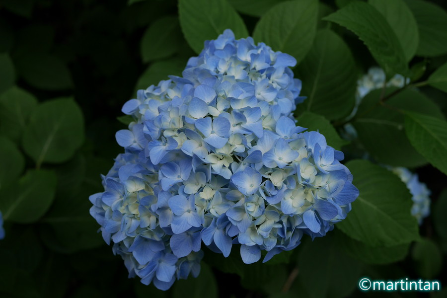 f:id:martintan:20180609234149j:plain