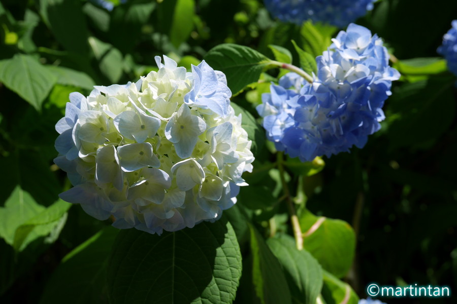 f:id:martintan:20180609234332j:plain