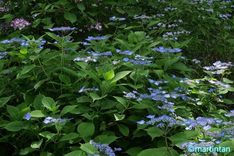 f:id:martintan:20180609234502j:plain