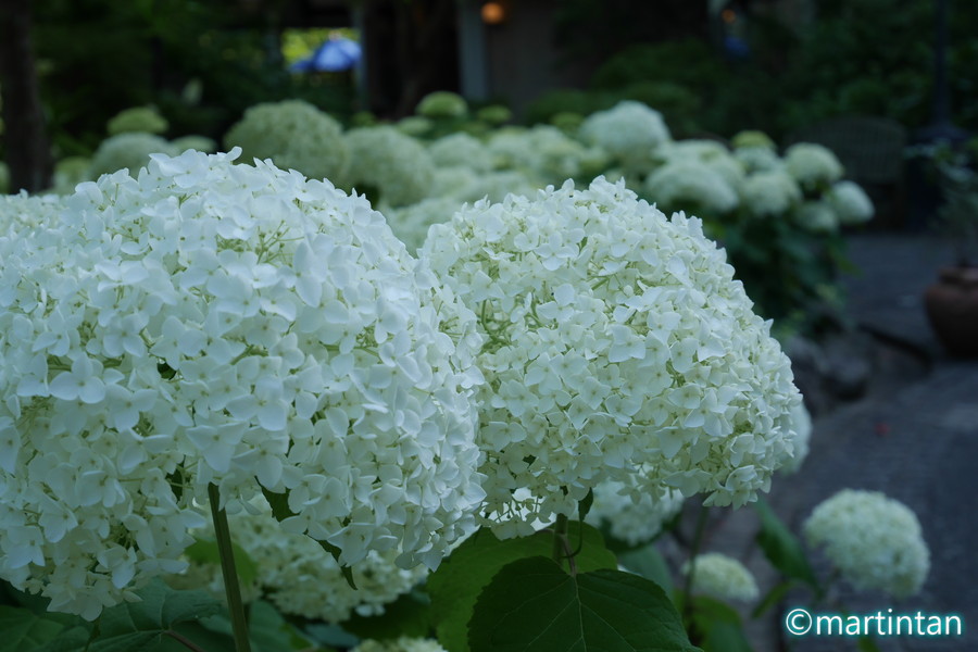 f:id:martintan:20180701153030j:plain f:id:martintan:20180701153030j:plain