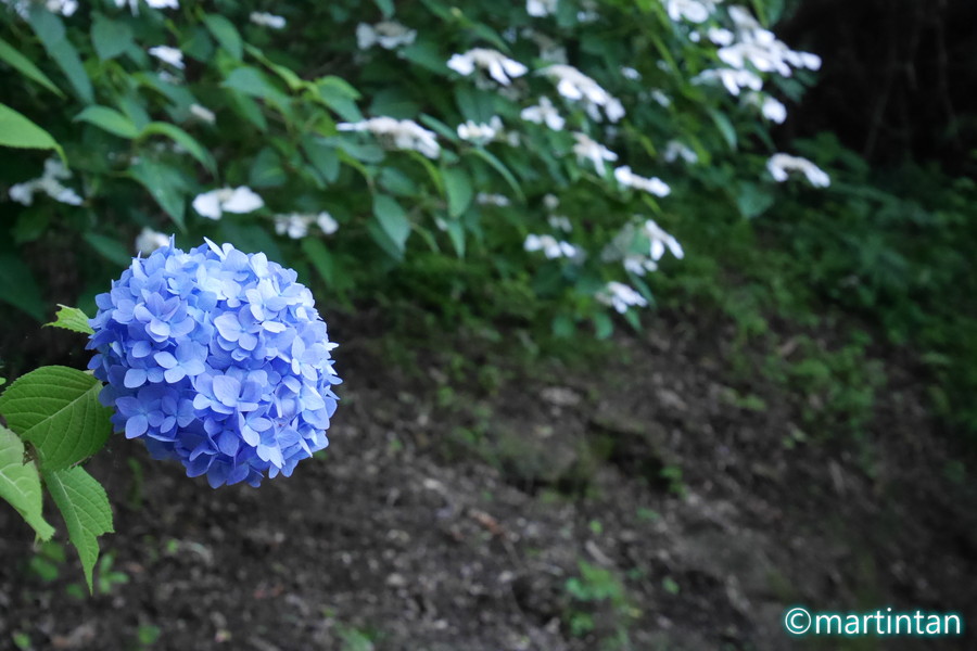 f:id:martintan:20180701153202j:plain f:id:martintan:20180701153202j:plain