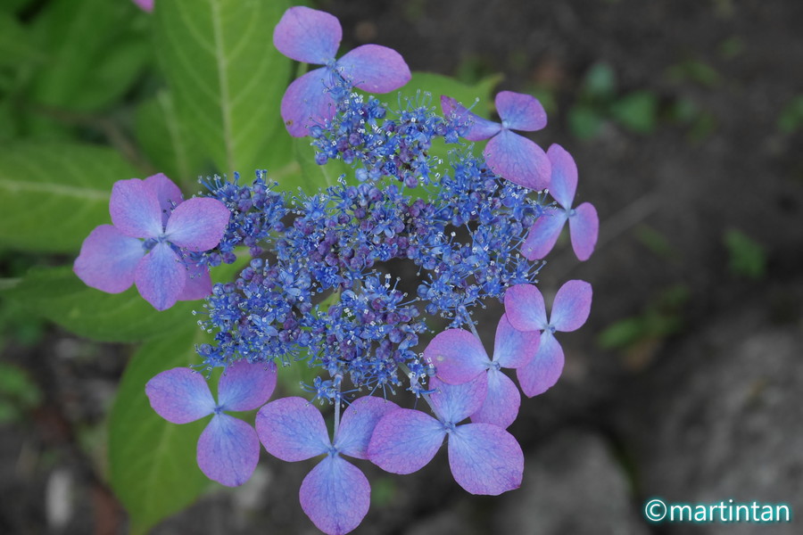 f:id:martintan:20180701153427j:plain f:id:martintan:20180701153427j:plain