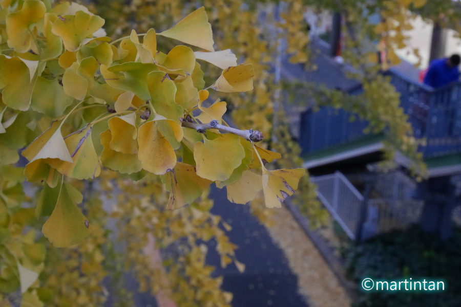 f:id:martintan:20181212220320j:plain f:id:martintan:20181212220320j:plain