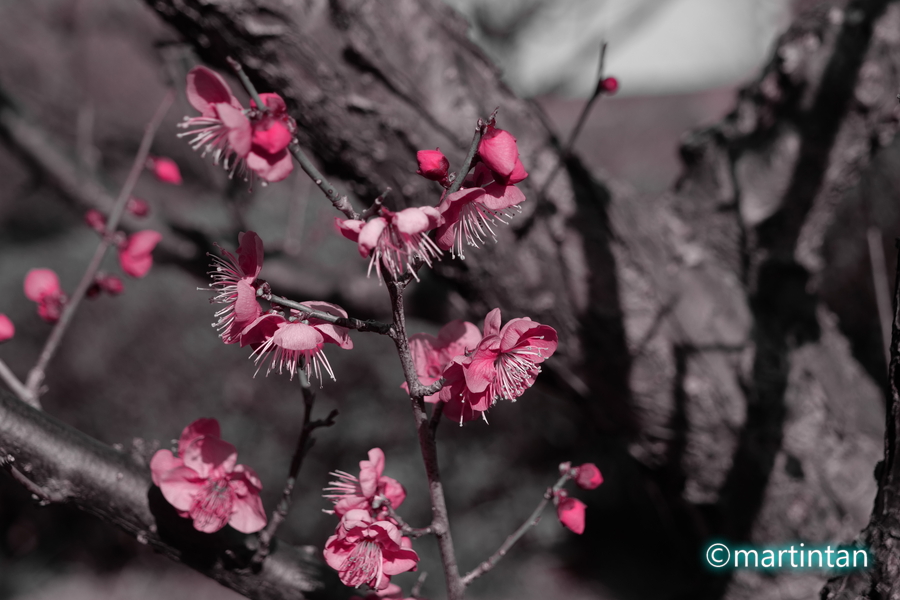 f:id:martintan:20190212112410j:plain