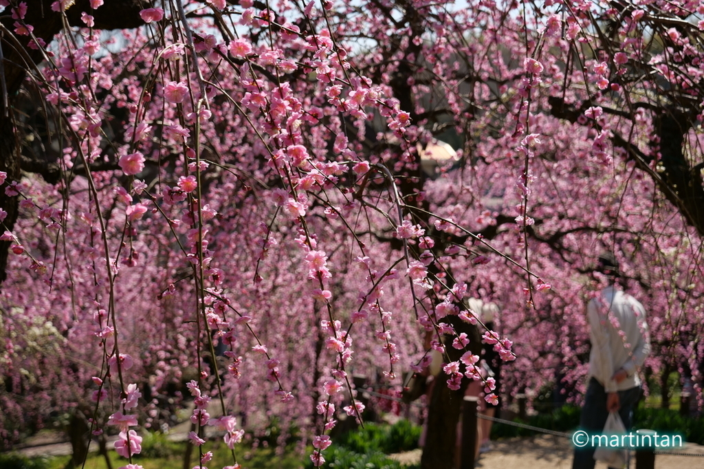 f:id:martintan:20190304232056j:plain