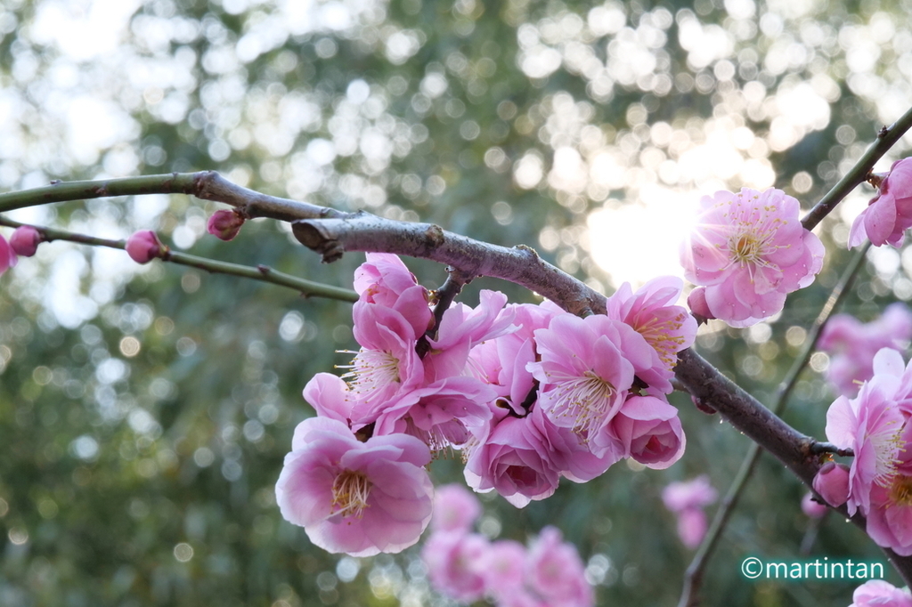 f:id:martintan:20190304233026j:plain