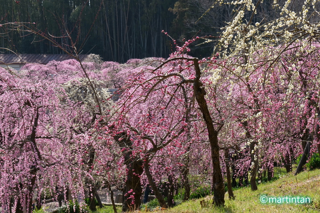f:id:martintan:20190305081421j:plain