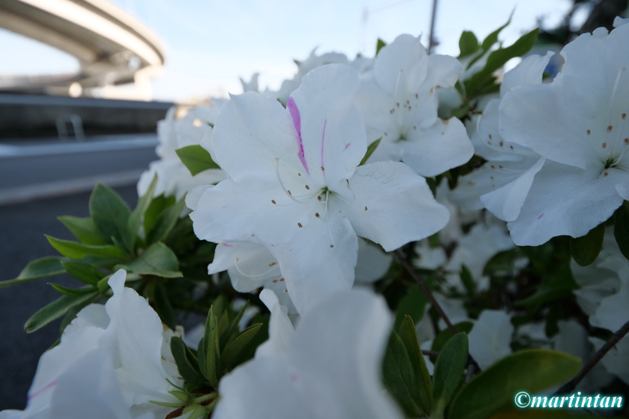 f:id:martintan:20190514161629j:plain