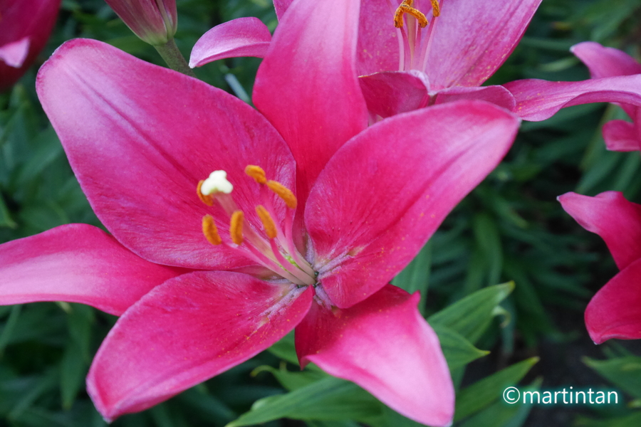 f:id:martintan:20190609212720j:plain