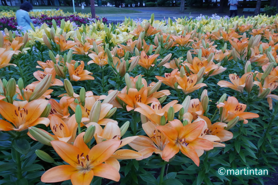 f:id:martintan:20190609212920j:plain