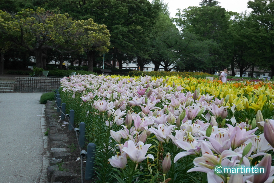 f:id:martintan:20190609213034j:plain