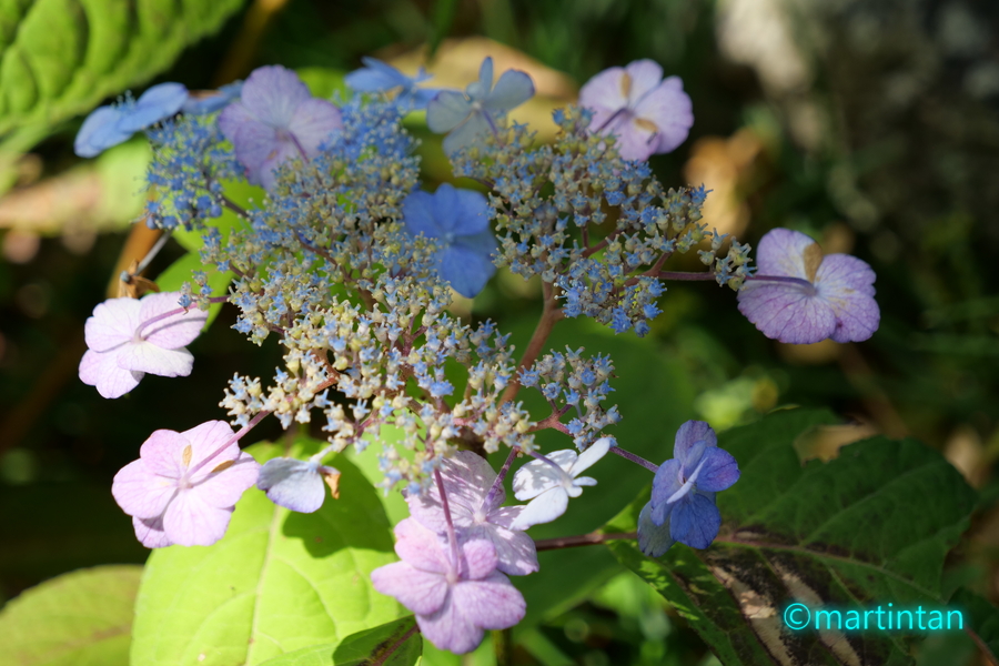 f:id:martintan:20190612012400j:plain f:id:martintan:20190612012400j:plain