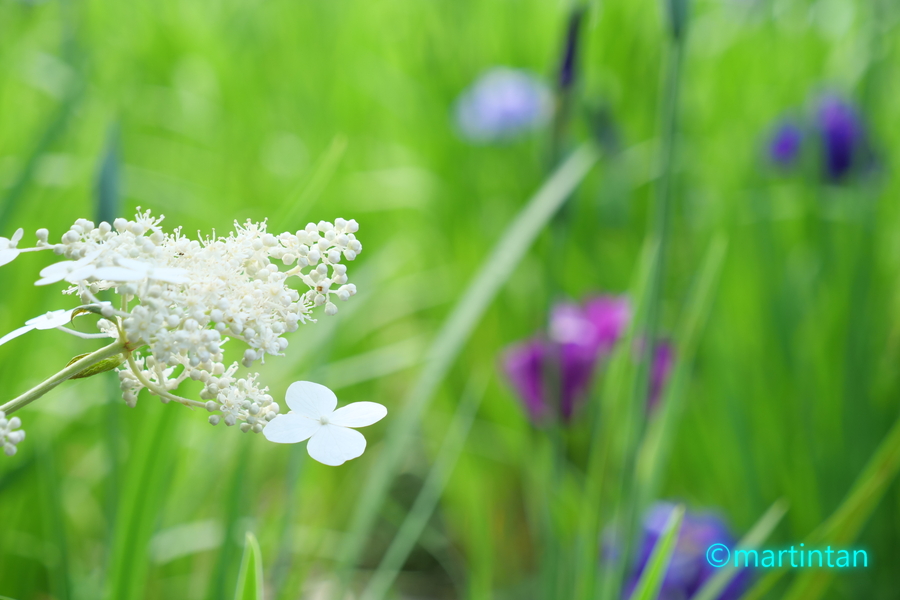 f:id:martintan:20190612013451j:plain f:id:martintan:20190612013451j:plain